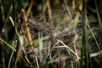 spider web in the grass