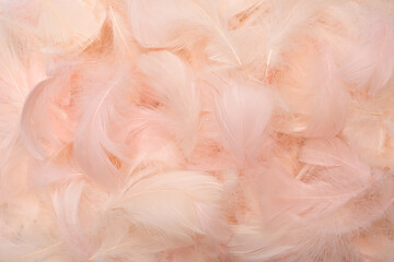 Colorful feather background, top view.