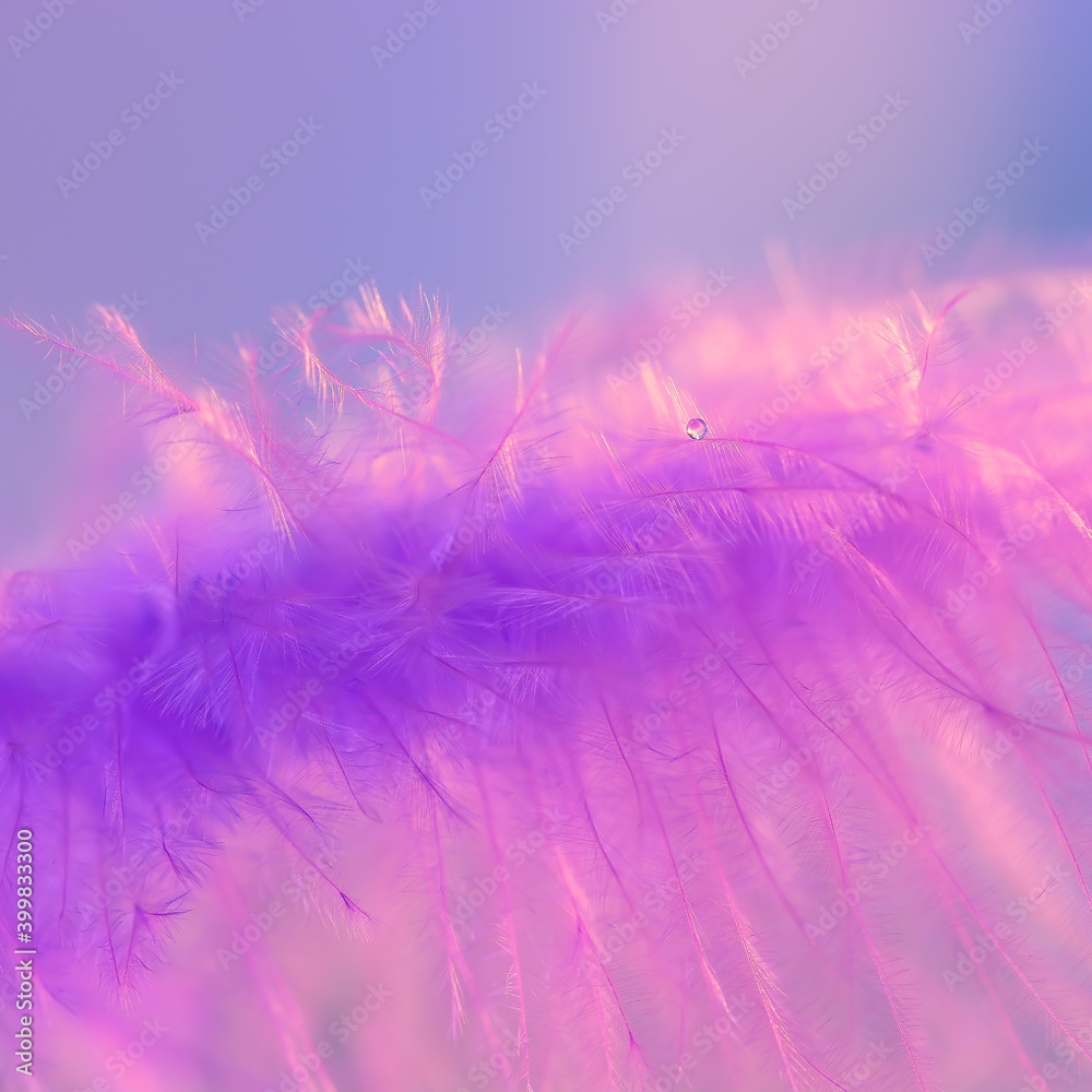 Wall mural close up of violet feather with dew drop. delicate spring beautiful macro. selective focus. square p