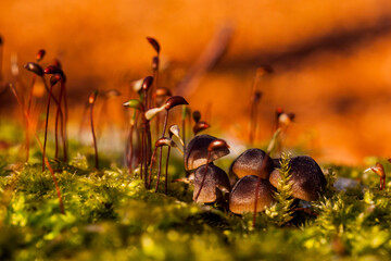 macro in the forest