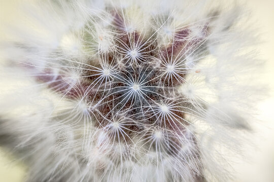 Diente de le&oacute;n