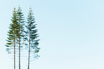 Mt. St. Helens Gifford Pinchot National Forest