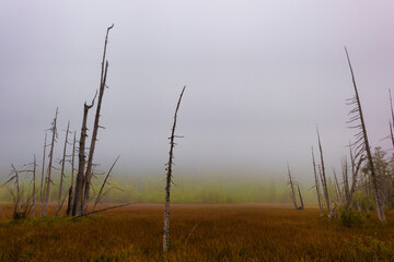 Obraz premium Copyspace of Wetland Meadow near Mt. St. Helens