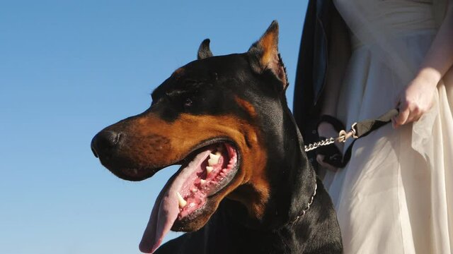 The bride is holding a Doberman on a leash. Close-up of a dog with an open mouth on the background of the bride.