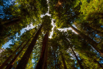 Looking up at canopy of old growth forest