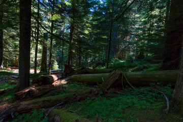 Shady Old Growth Forest