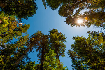 Sun's rays filters through tops of forest trees