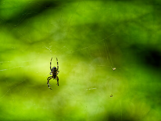 Closeup of Orb spider on web