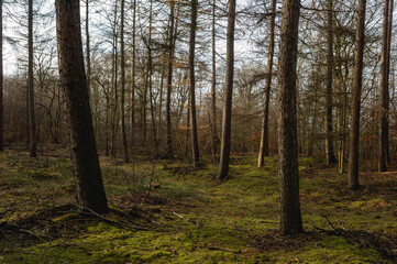 Naklejka premium Im Nadelwald