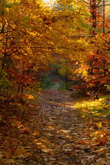 autumn in the forest