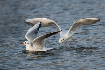 Gulls having fun