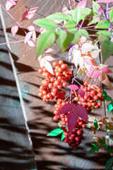 background of red holly berries 