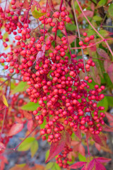 red berries of viburnum