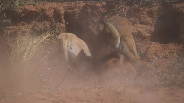 Two dogs frantically digging in a wildlife animal burrow