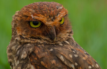 eagle owl portrait
