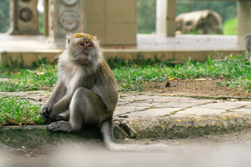 A macaque monkey at a national park in Kuala Selangor, Malaysia.