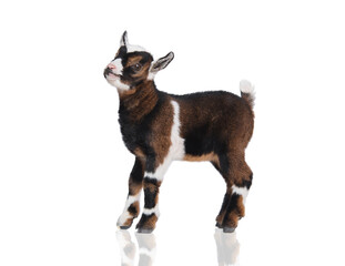 Adorable newborn miniature baby goat looking up isolated on white background