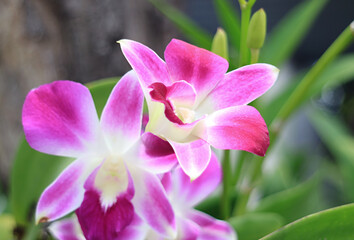 Naklejka premium Closeup of Vibrant Pink Dendrobium Orchid Flowers Blooming on the Tree