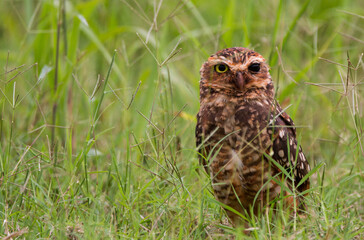 owl in the grass