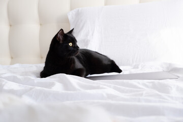 Black cat lying on laptop on white bedroom.