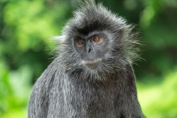 A beautiful silvery langur monkey. Photo taken at a national park in Kuala Selangor, Malaysia.