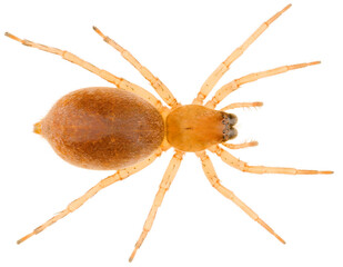 Spider Clubiona caerulescens is a species of sac spiders of the family Clubionidae. Dorsal view of spider Clubiona caerulescens isolated on white background.