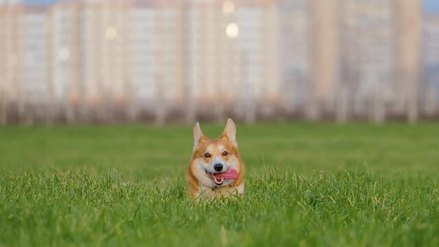 funny corgi dog in green grass