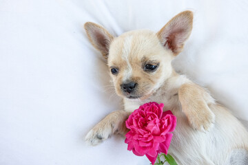 chihuahua puppy with flower