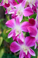 Bunch of Vivid Pink Dendrobium Orchid Flowers Blooming on the Tree