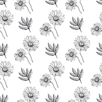 Seamless pattern from natural daisies and leaves. Black and white picture for wrapping paper. Hand drawn by pen and liner on white background.
