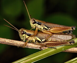 A macro photograph of two grasshoppers engaged in the mating ritual on a branch.