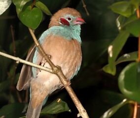 Close up of a male Red-cheeked cordon-bleu perched on a small branch.