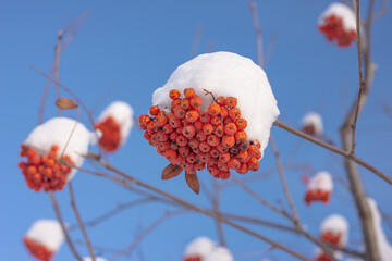 A bunch of ash or Rowan berries under show