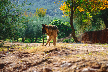 Perro pastor alemán jugando con un palo en el campo
