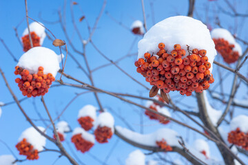 A bunch of ash or Rowan berries under show