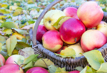 Autumn basket of apples on yellow leaves in autumn