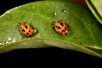 Two ladybugs in their pupal stage.