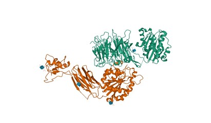 Structures of leukocyte integrin alpha-L (green) and beta-2 (brown), 3D cartoon model, white background