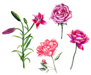 Set of watercolor flowers - roses, peony, lily
