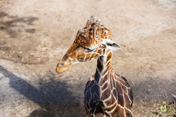 Beautiful view of young cute giraffe isolated on background in Zoo. 