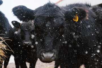 Black angus calves from beef cow herd in winter snow close up on farm. © ccestep8