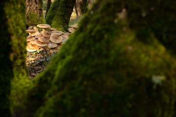 Mushrooms hidden in the forest.