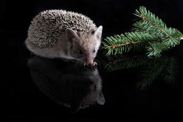 European dwarf hedgehog on a black background