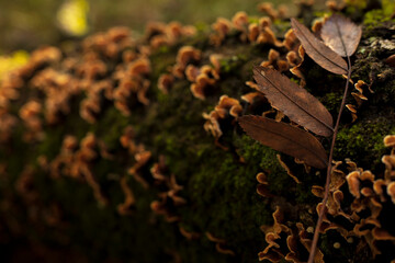 Autumnal scene in the forest.