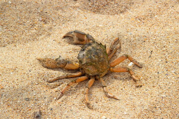 Crab resting on the sea sand