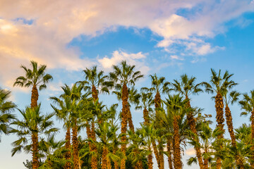 Palm Trees, Landscape, Israel