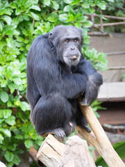 Adult chimpanzee sitting on the trunk