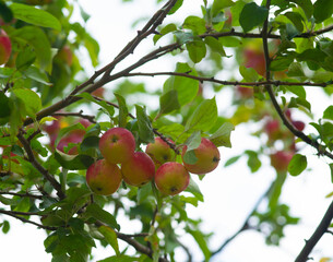 Organic apples hanging from a tree branch