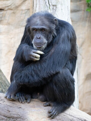 Adult chimpanzee sitting on the trunk