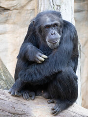 Adult chimpanzee sitting on the trunk